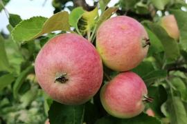 Участок 6 сот. (СНТ, ДНП)