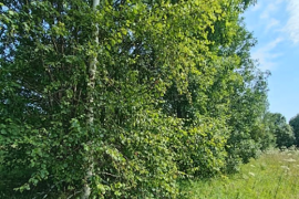 Участок 6 сот. (СНТ, ДНП)